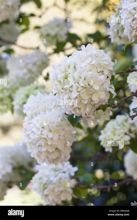 Viburnum macrocephalum flowers. Chinese Snowball Stock Photo - Alamy