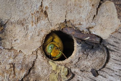 How to treat carpenter bee holes - Wasp Control Services