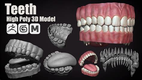 ArtStation - Teeth | High Poly 3D Model | Game Assets