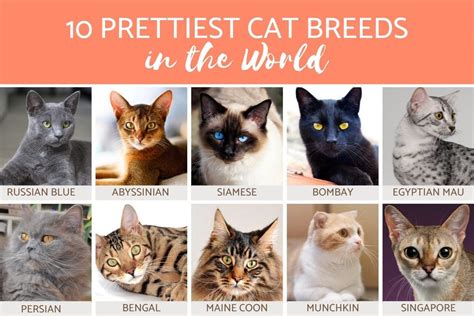 Are There More Dog Breeds Than Cat Breeds