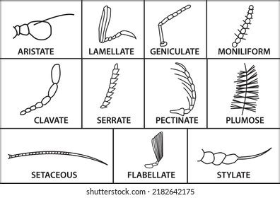 337.446 Antennae insect Gambar, Foto Stok & Vektor | Shutterstock