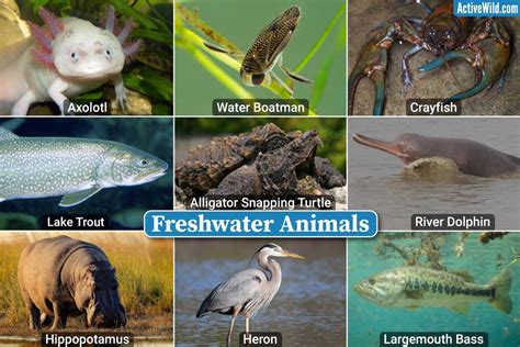 Freshwater Animals Checklist, Photos & Details, Examples Of Freshwater Species - Geni TV