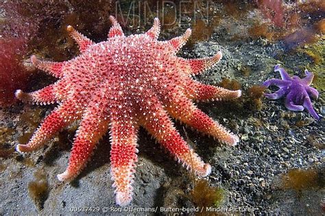 Sunstar Purple sea star | Glass fish, Ocean life, Starfish