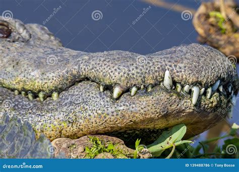 Teeth of an American Alligator Stock Photo - Image of american, leather: 139488786