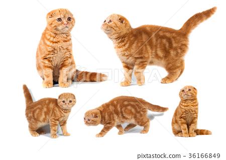 Orange Tabby Scottish Fold