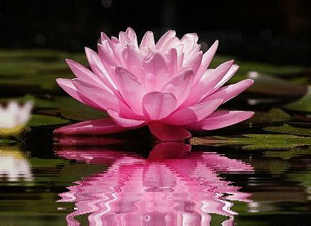 Lotus gif images | Unseen Pictures 4 You