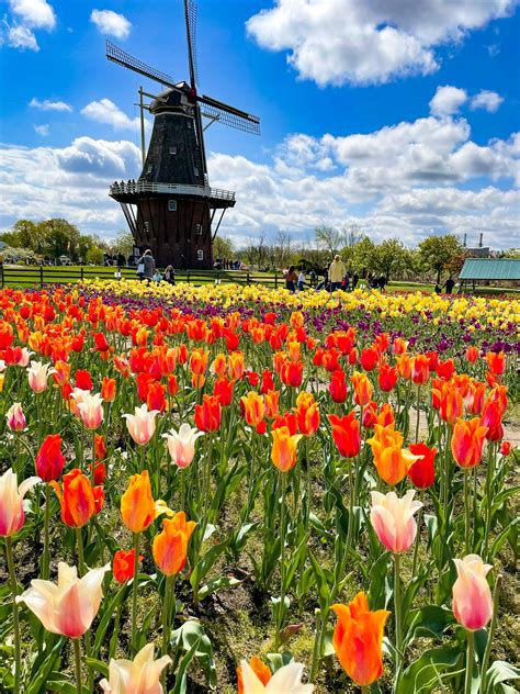 When Is Tulip Festival In Holland Michigan 2024 - Aggie Sonnie