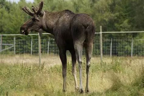 Camel Vs Moose (Comparison And Fight Result) - The Daily Wildlife