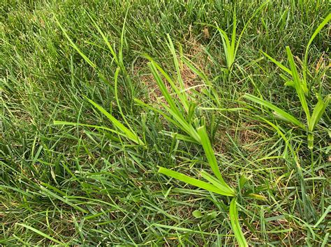 Crabgrass? : lawncare