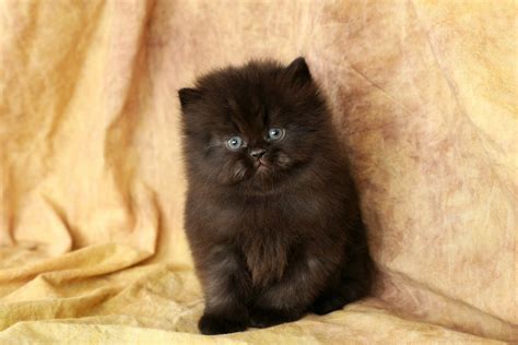 Black Persian Kittens | Black Persian Cats | Doll Face Persian Kittens