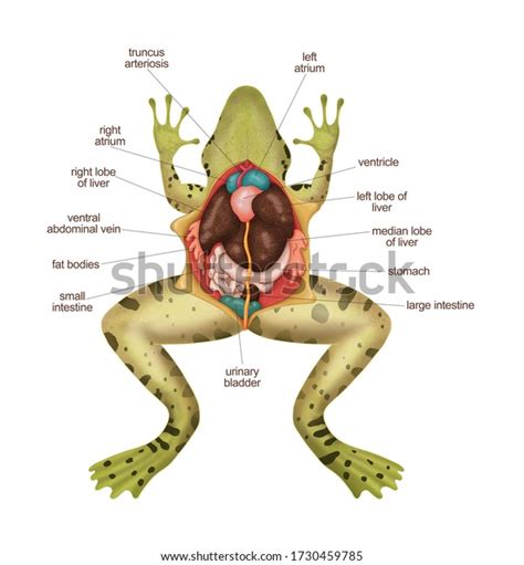 449 Frog Diagram Images, Stock Photos & Vectors | Shutterstock