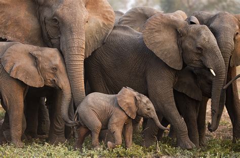 Civil war drove these elephants to lose their tusks—through evolution | Science | AAAS