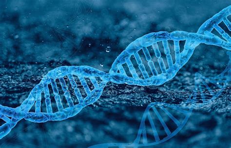 A new route to evolution: How DNA from our mitochondria works its way into our genomes