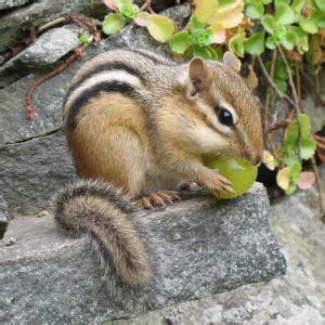 Siberian Chipmunk Habitat, Behavior, Diet, Facts, and Pictures