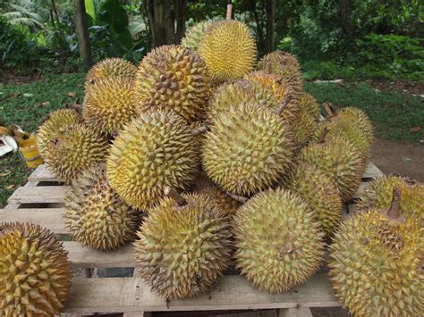 Durian - Simple English Wikipedia, the free encyclopedia