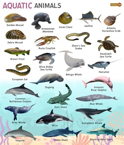 Indian Ocean Animals