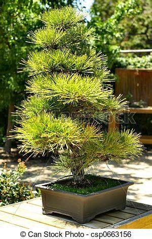 Japanese Umbrella Pine | Garden trees, Plants, Bonsai