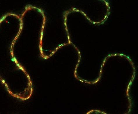 Universität Düsseldorf: Plasmodesmata are plant communication channels