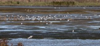 Birds In Wetlands Free Stock Photo - Public Domain Pictures