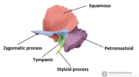 Petrous Portion of Temporal Bone -solid bone that forms most of posterior inferior part of ...