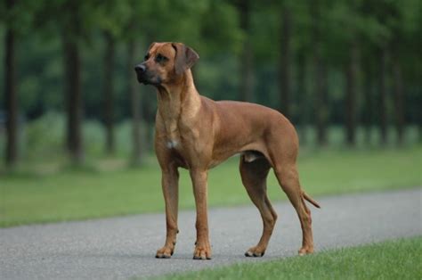 Discover The 80+ Most Popular And Amazing Rhodesian Ridgeback Dog Breed Today