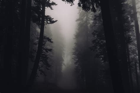 Dark Misty Forest Wallpapers - Top Free Dark Misty Forest Backgrounds - WallpaperAccess