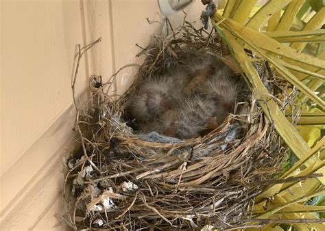 04/28/2020 Nesting is Underway!