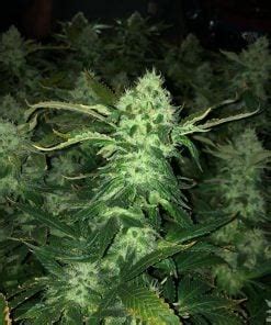 Blue Dream Seeds | Feminized And Autoflowering Blue Dream Strain