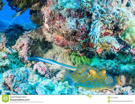 Blue Spotted Stingray Under A Coral Pinnacle Stock Photo - Image: 42194330