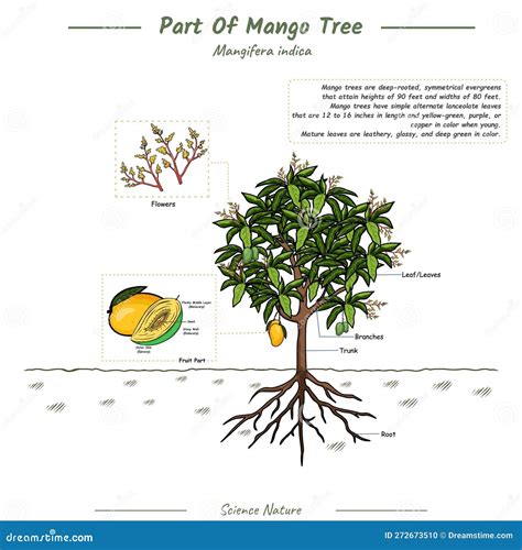 Structures of a Mango Tree stock vector. Illustration of poster - 272673510