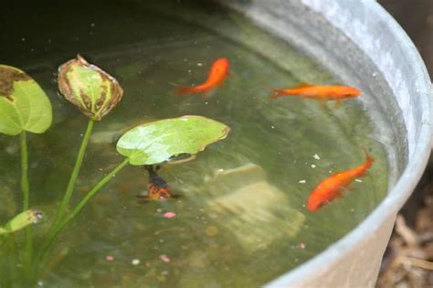 Goldfish in a Barrel Pond | BeChewy