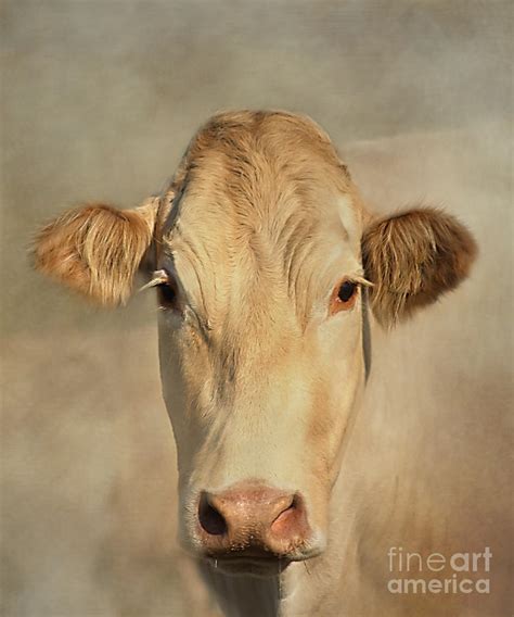 Cow Portrait Photograph by Linsey Williams - Pixels