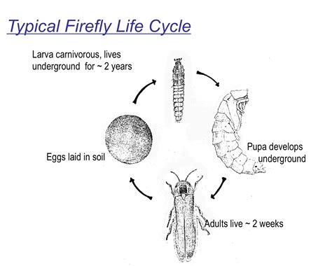 Life Cycle Of A Firefly Firefly Life Cycle Wheel Firefly