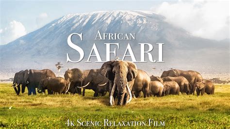 African Safari 4K - Scenic Wildlife Film With African Music - YouTube