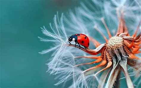 Insects 1080P, 2K, 4K, 5K HD wallpapers free download | Wallpaper Flare