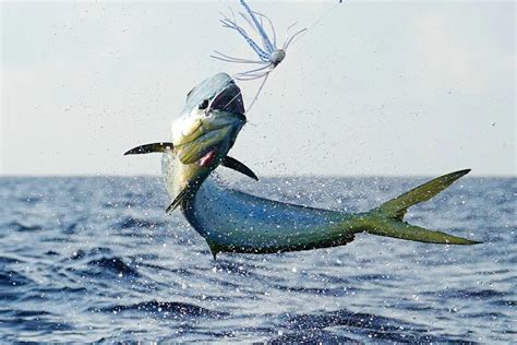 Mahi-Mahi Fish: Habitat, Diet, Life Cycle, and Facts - FishOnTips