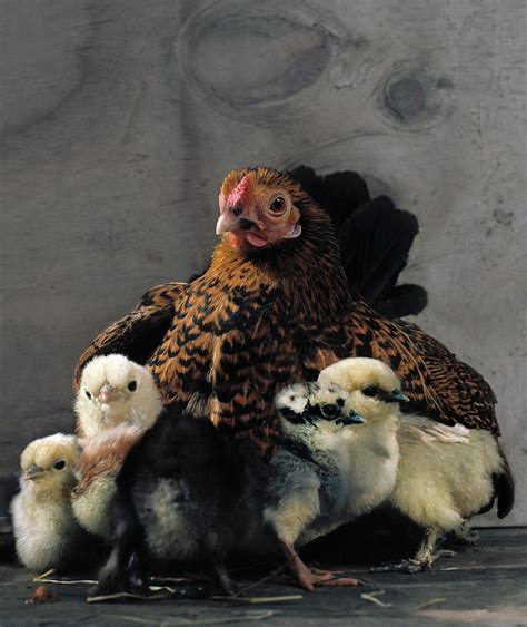 Hen With Chicks by Muriel De Seze