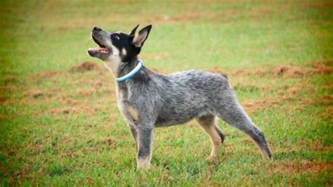 Blue Heeler Cattle Dog Exercise Needs | Our Fit Pets