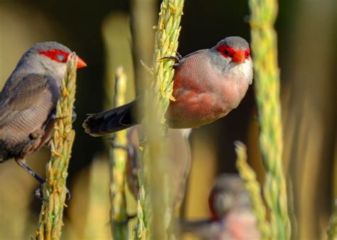 Common Waxbill from Costa da Caparica, Portugal on August 14, 2023 at 06:16 PM by Luís Lourenço ...