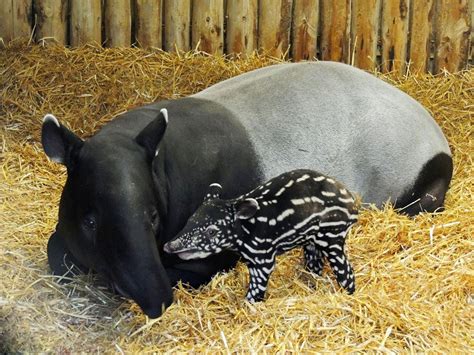 Baby Tapir