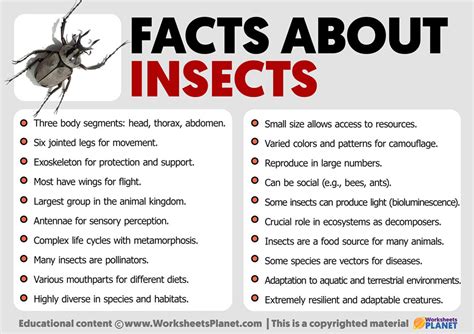 Facts about Insects