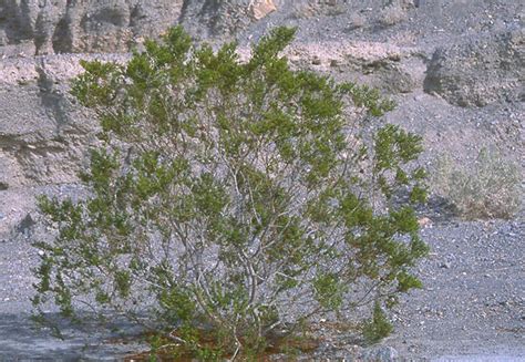 Larrea tridentata | Landscape Plants | Oregon State University