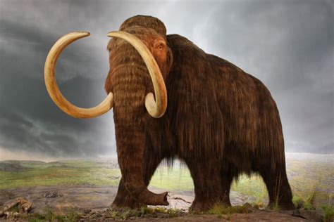 What our frozen past tells us about the Ice Age diet of the woolly mammoth - The Archaeology ...