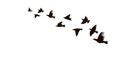 Flying Bird Flock Silhouette