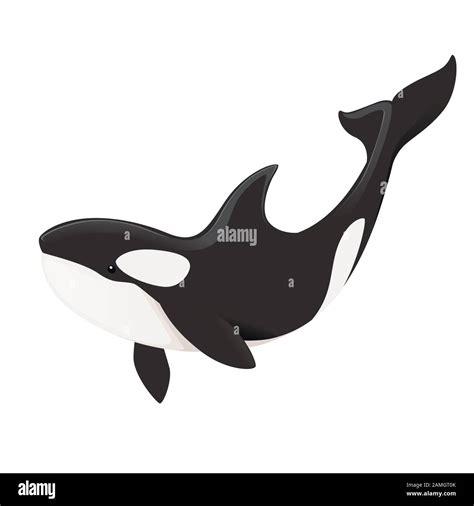 Killer whale(Orcinus orca) cartoon animal design ocean mammal orca flat vector illustration ...