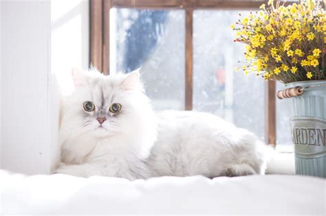 15 Of The Cutest Cat Breeds | Fort Collins Vets