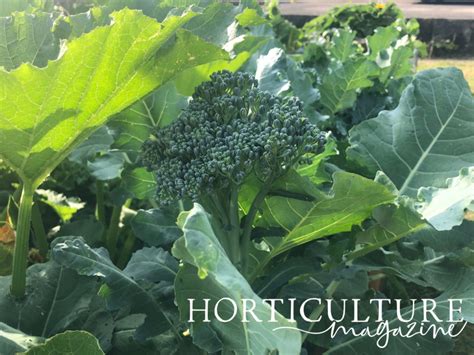 Harvesting Season For Broccoli Can Start From April - 'Better A Week Too Early Than Late ...