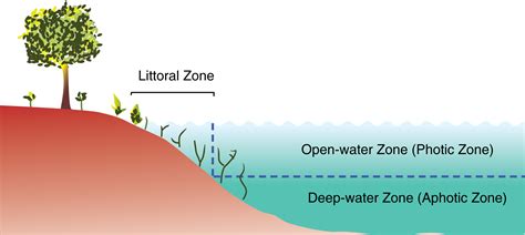 What are Freshwater Ecosystems | Ecosystem, Classification, Freshwater Ecosystem