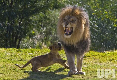 Photo: Lion cubs introduced to their father at San Diego Zoo's Wild Animal Park - WAX20080215703 ...