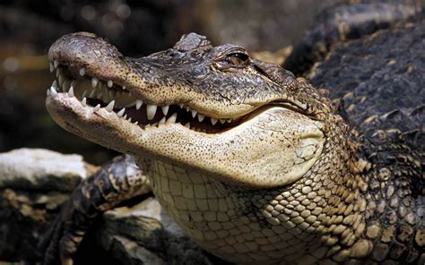 Crocodiles – the oldest living reptiles | DinoAnimals.com